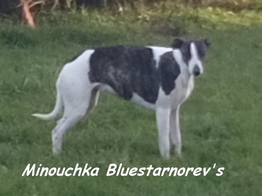 Minouchka Bluestarnorevs